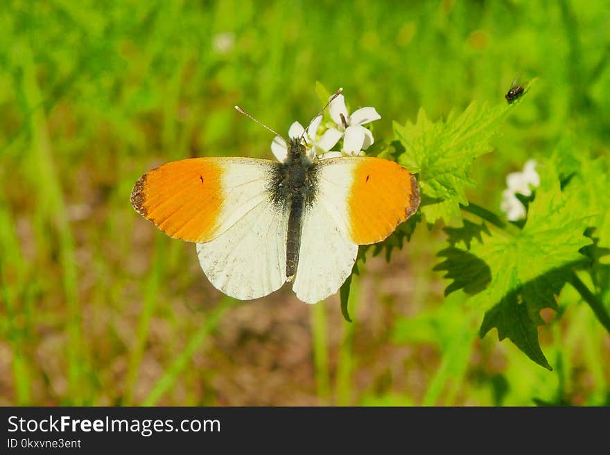 Butterfly, Moths And Butterflies, Insect, Brush Footed Butterfly