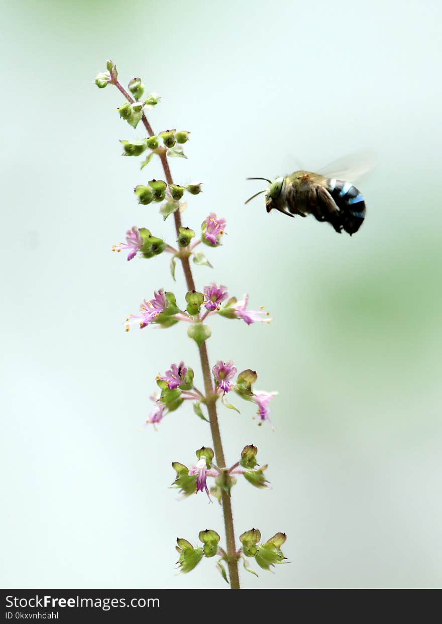 Bee, Insect, Membrane Winged Insect, Pollinator