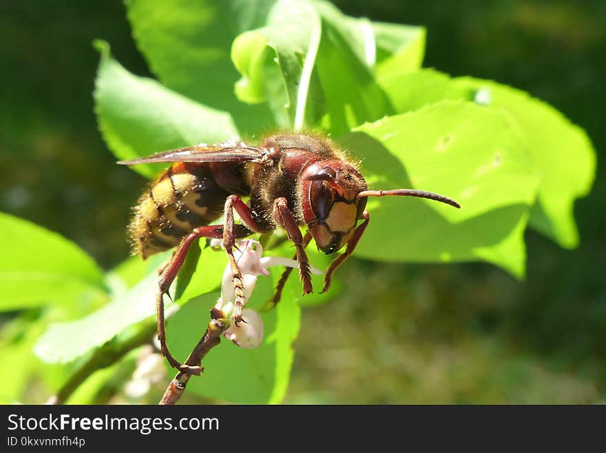 Insect, Bee, Membrane Winged Insect, Honey Bee