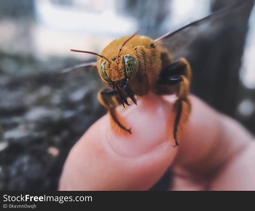 Insect, Bee, Invertebrate, Membrane Winged Insect