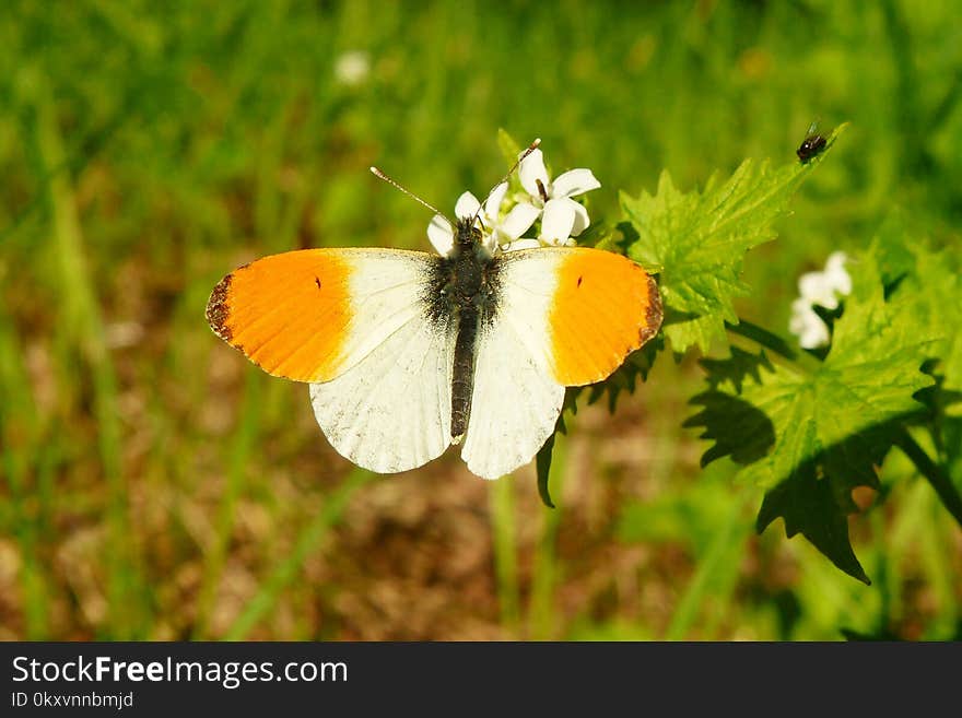 Butterfly, Moths And Butterflies, Insect, Brush Footed Butterfly