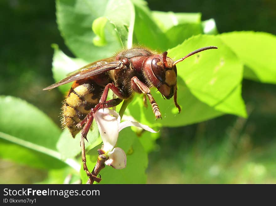 Insect, Bee, Honey Bee, Membrane Winged Insect