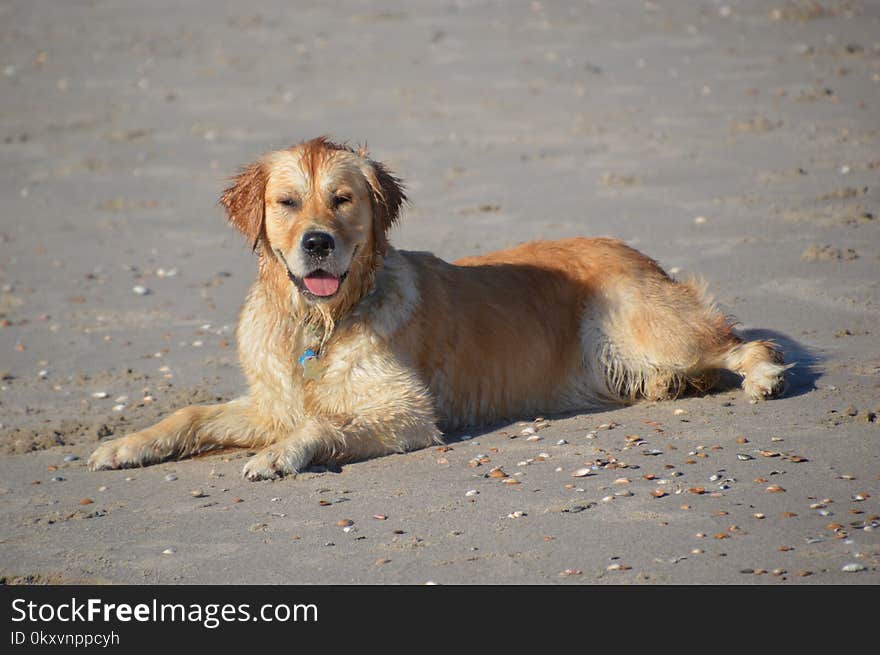 Dog, Dog Like Mammal, Golden Retriever, Dog Breed