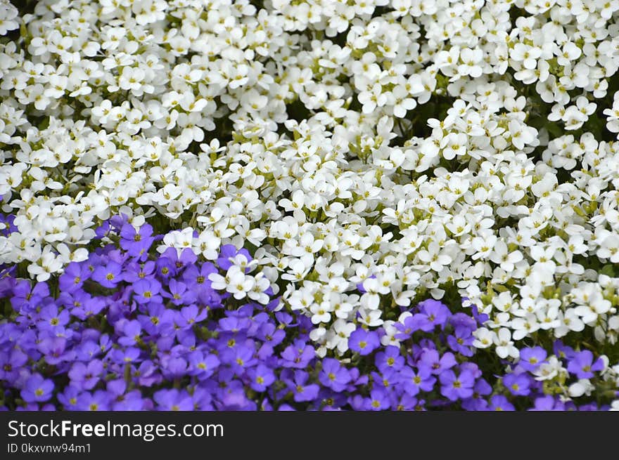 Flower, Plant, Flowering Plant, Spring