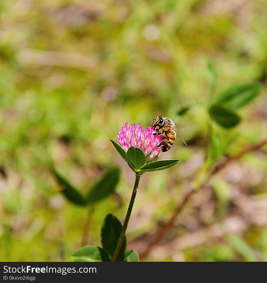 Flora, Flower, Nectar, Pollinator