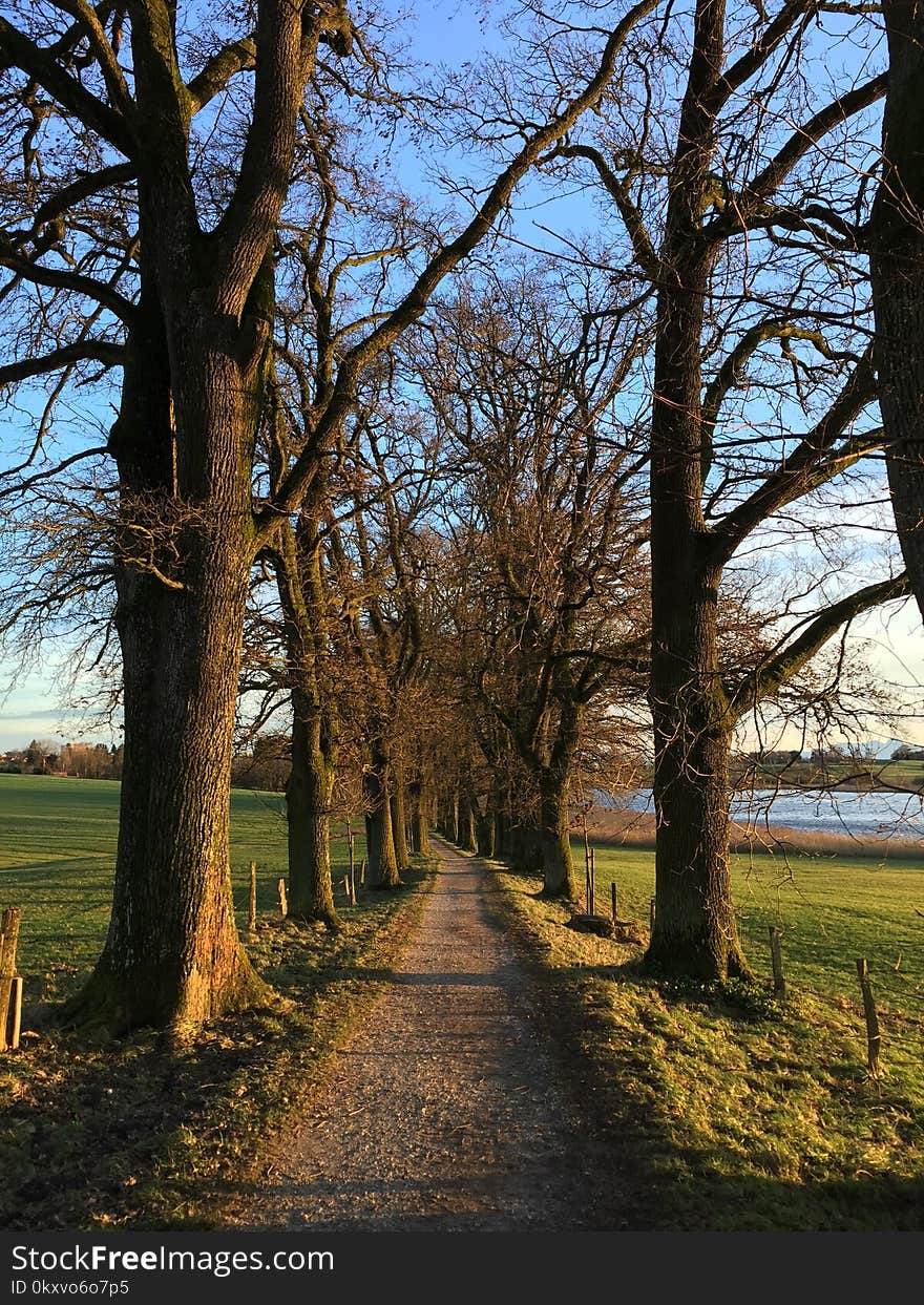 Tree, Nature, Woody Plant, Sky