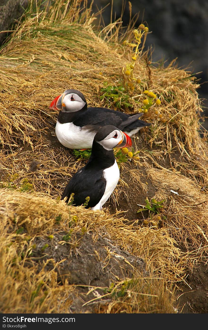 Puffin, Bird, Fauna, Beak