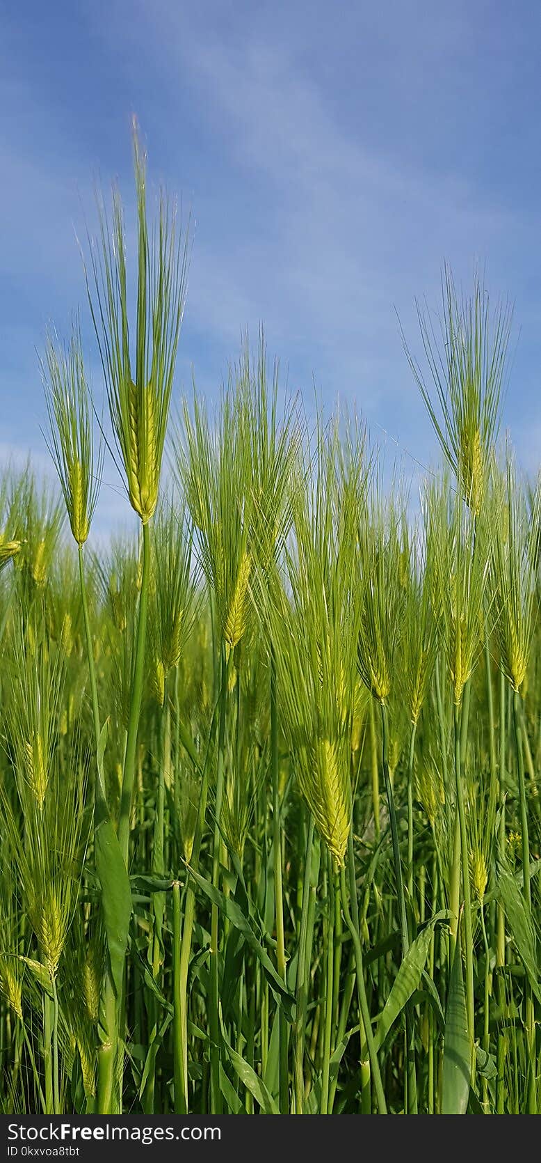 Field, Food Grain, Crop, Vegetation