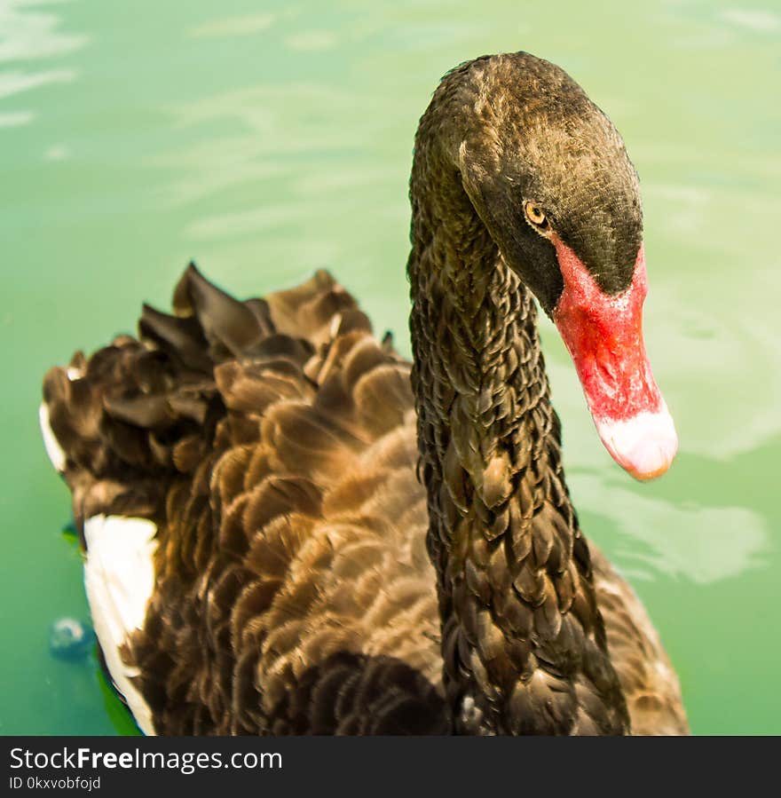 Beak, Ducks Geese And Swans, Water Bird, Bird