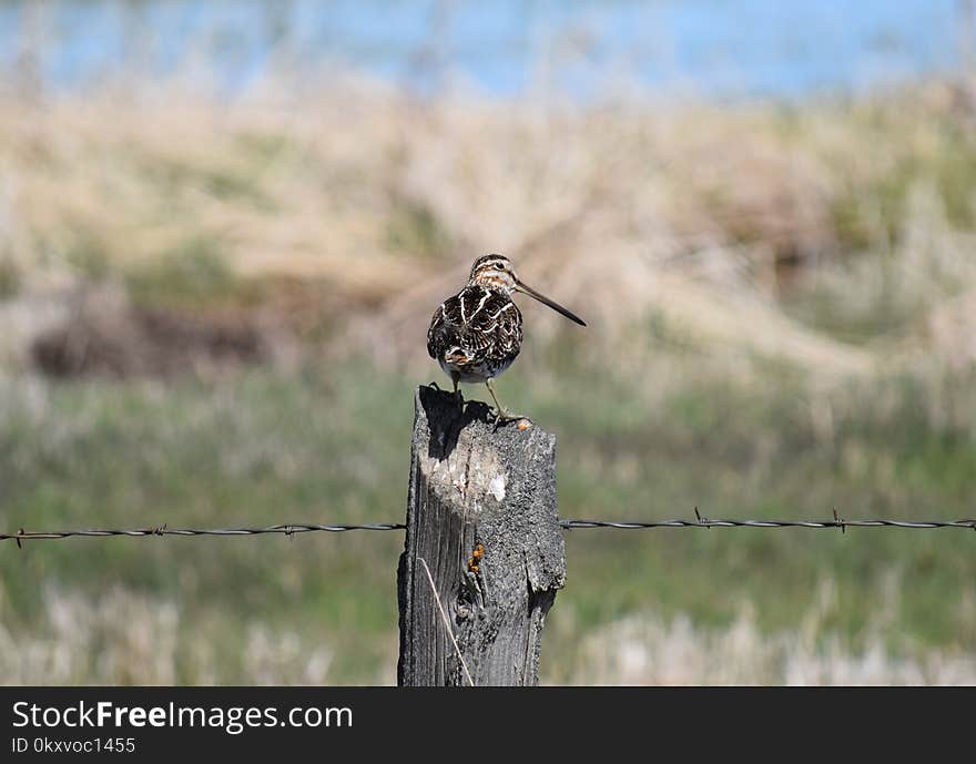 Fauna, Ecosystem, Bird, Wildlife