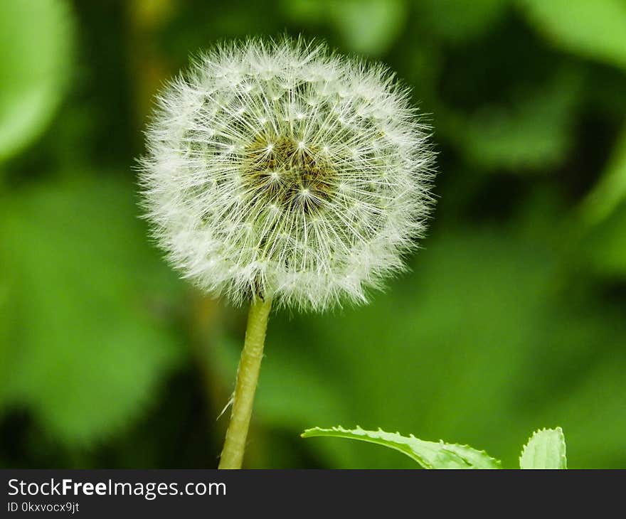 Flower, Dandelion, Flora, Plant