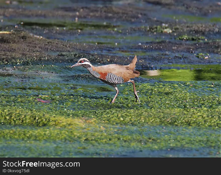 Bird, Ecosystem, Fauna, Wildlife