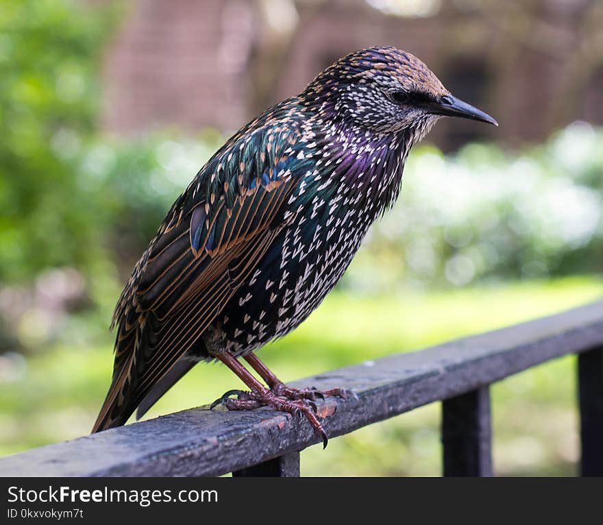 Bird, Beak, Fauna, Feather