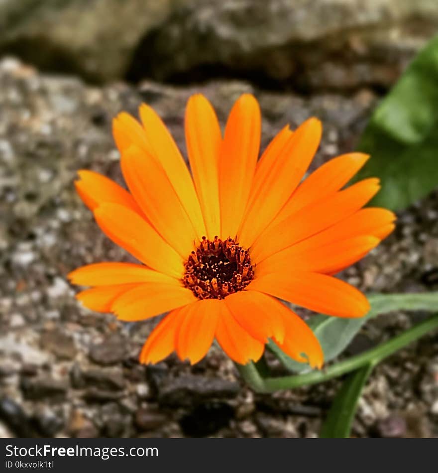 Flower, Flora, Wildflower, Plant