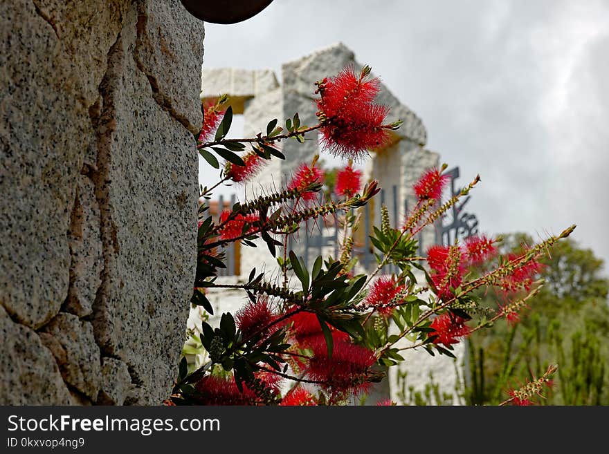 Flower, Plant, Flora, Spring