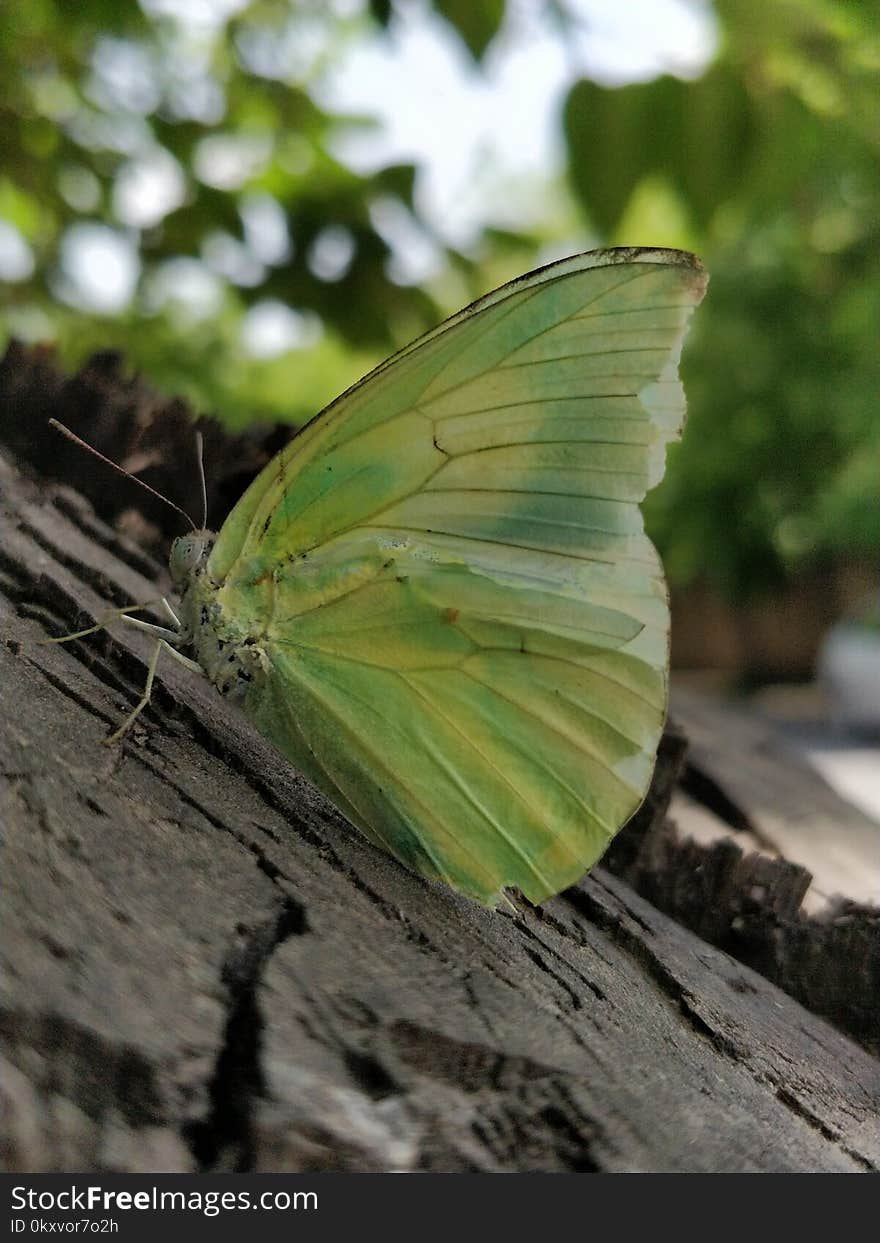 Butterfly, Moths And Butterflies, Insect, Brush Footed Butterfly