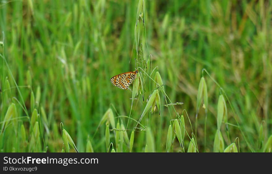 Butterfly, Moths And Butterflies, Ecosystem, Insect