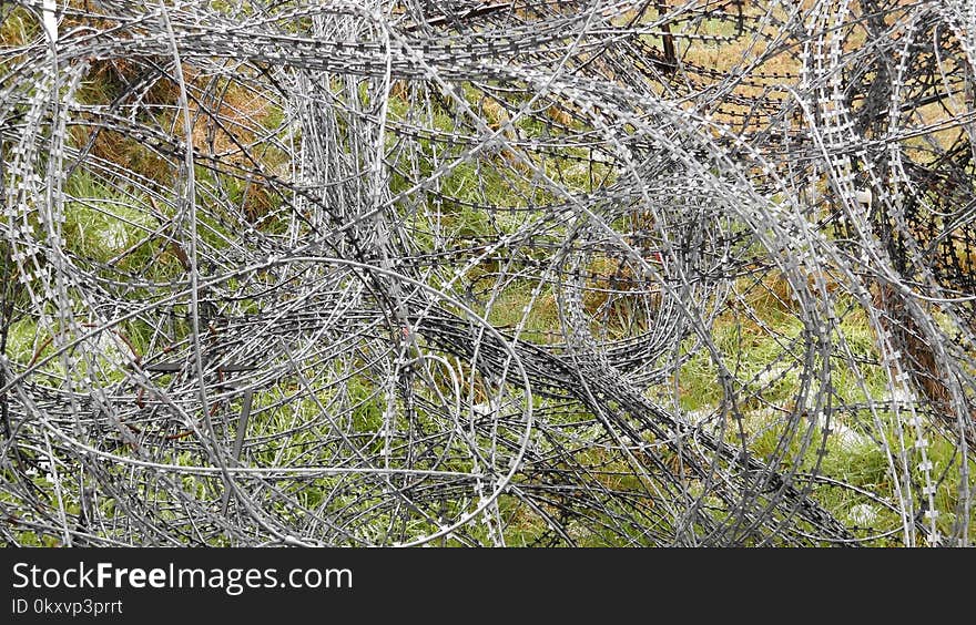 Branch, Tree, Flora, Plant