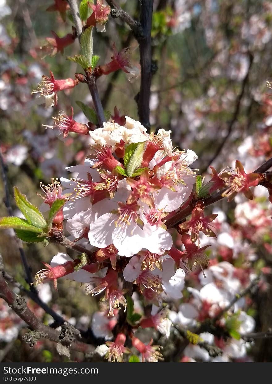 Blossom, Spring, Flora, Plant