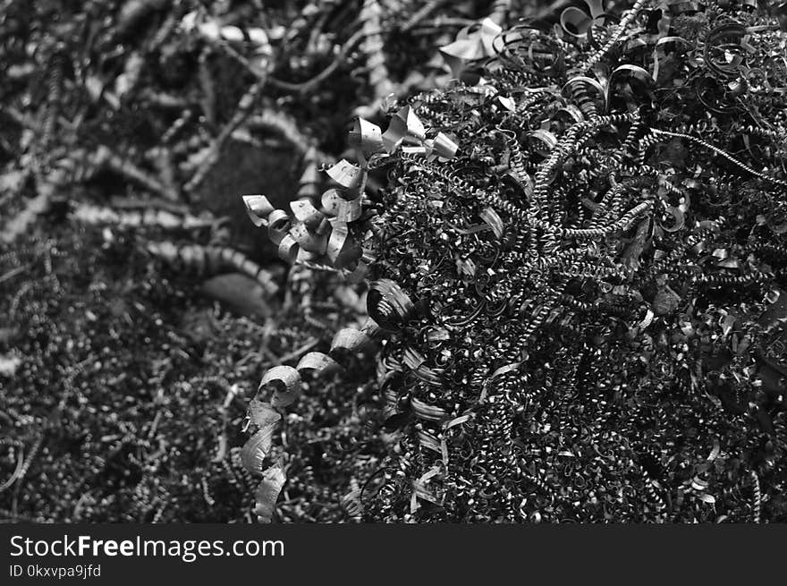 Black, Black And White, Monochrome Photography, Vegetation