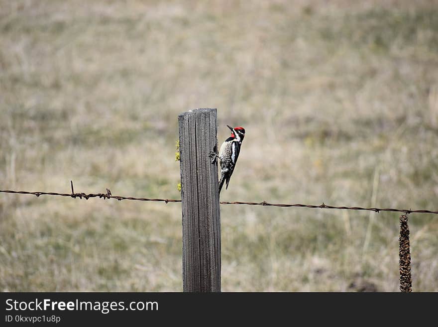 Fauna, Bird, Wire Fencing, Grass