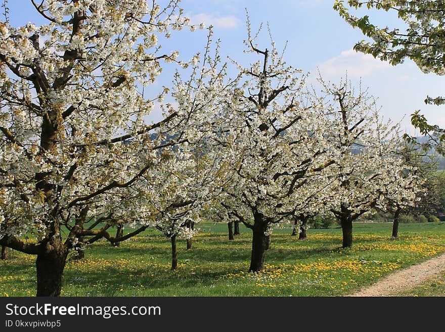 Tree, Blossom, Spring, Plant