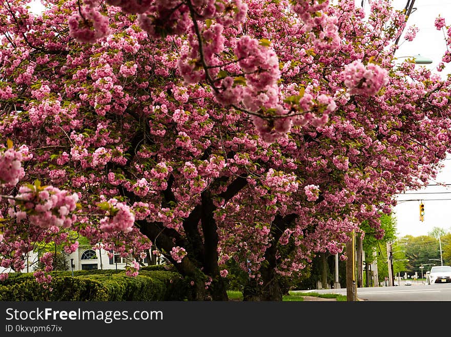 Plant, Flower, Spring, Tree