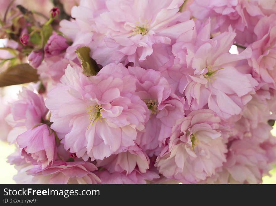 Flower, Pink, Blossom, Cherry Blossom