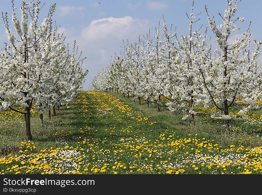 Blossom, Spring, Flower, Tree