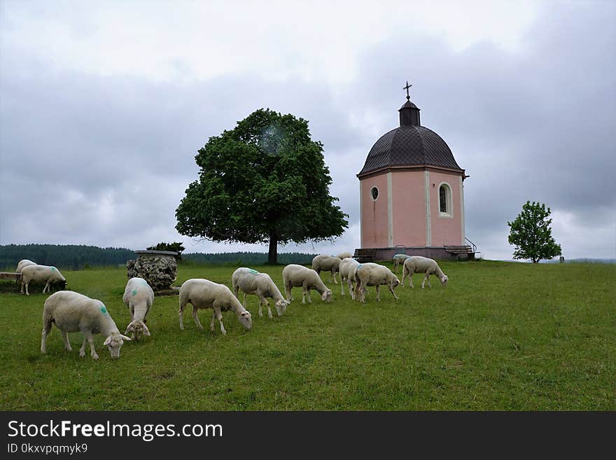 Pasture, Grass, Sky, Grassland