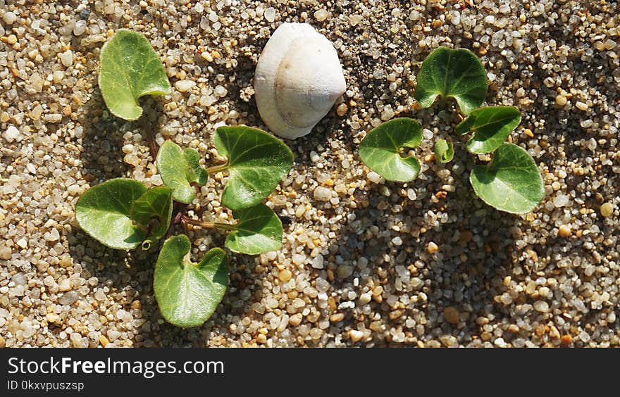 Plant, Leaf, Soil, Herb