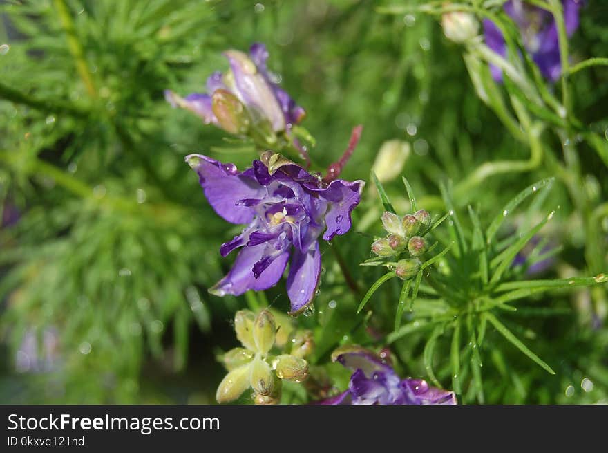 Flora, Plant, Flower, Bellflower Family