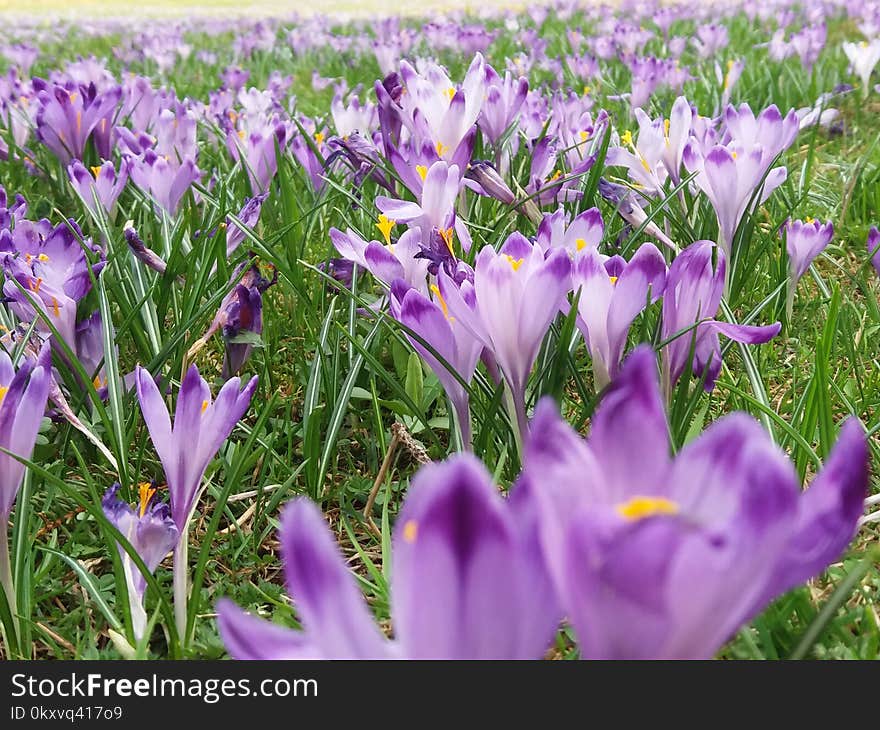 Flower, Crocus, Plant, Flowering Plant