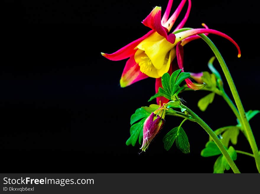 Flower, Flora, Plant, Flowering Plant