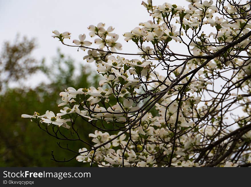 Plant, Branch, Spring, Blossom