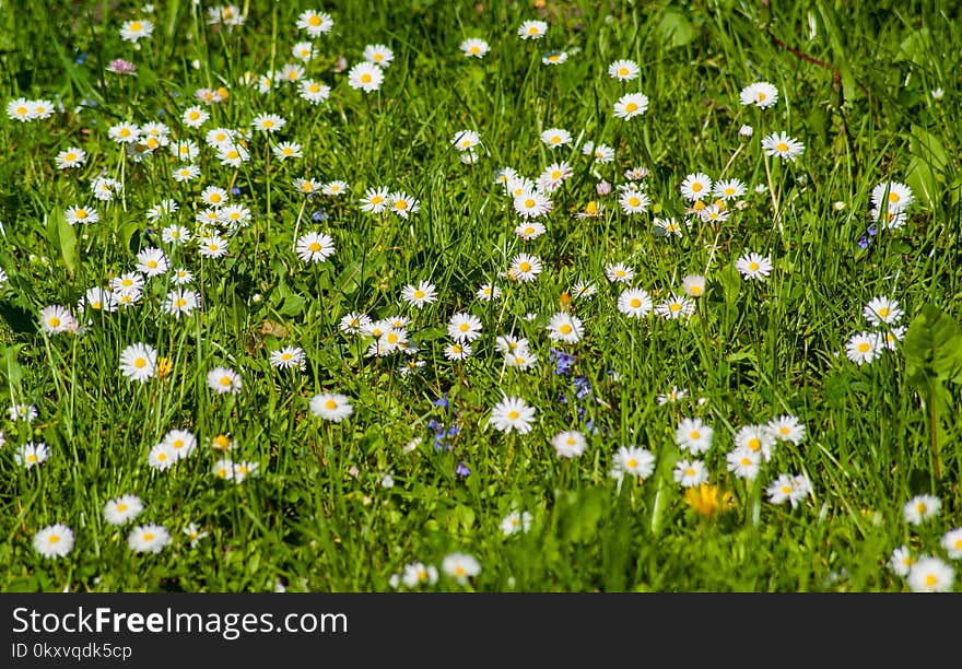 Flower, Meadow, Grass, Chamaemelum Nobile