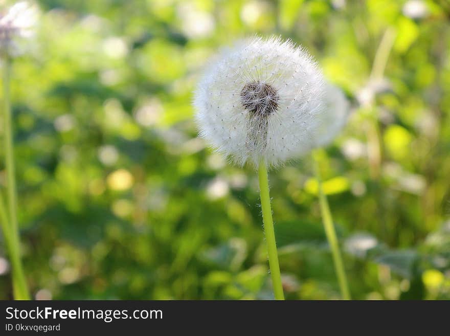 Flower, Dandelion, Flora, Plant