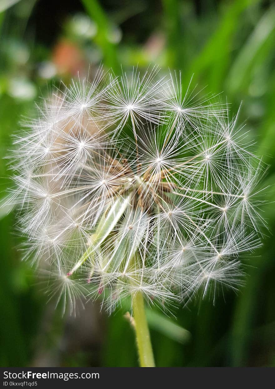 Flower, Dandelion, Flora, Plant