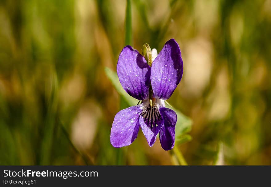 Flower, Flora, Plant, Flowering Plant