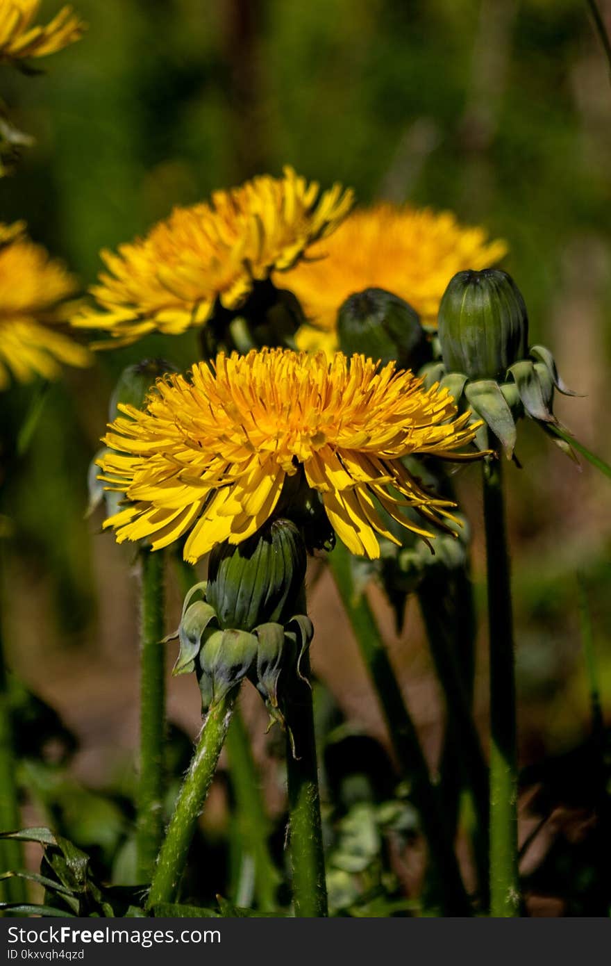 Flower, Yellow, Flora, Dandelion