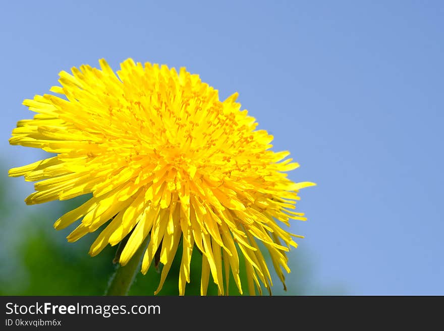 Flower, Yellow, Dandelion, Sky