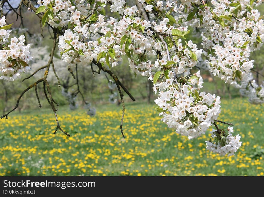 Blossom, Spring, Flower, Tree