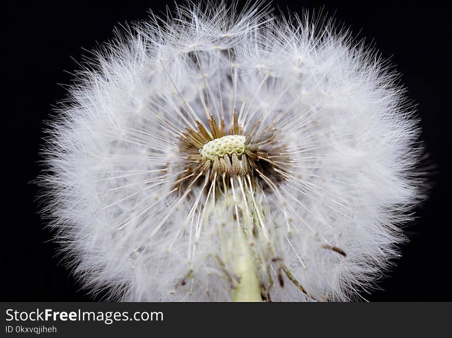 Flower, Dandelion, Flora, Close Up