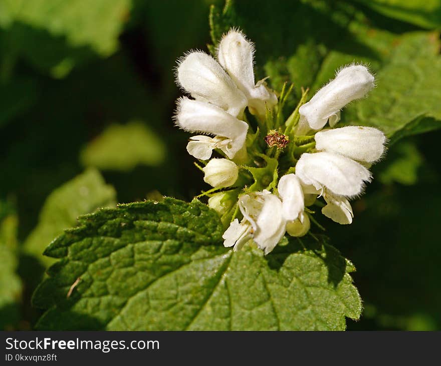 Subshrub, Plant, Bramble, West Indian Raspberry