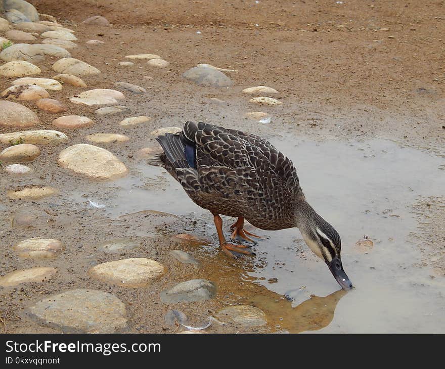 Bird, Fauna, Beak, Feather