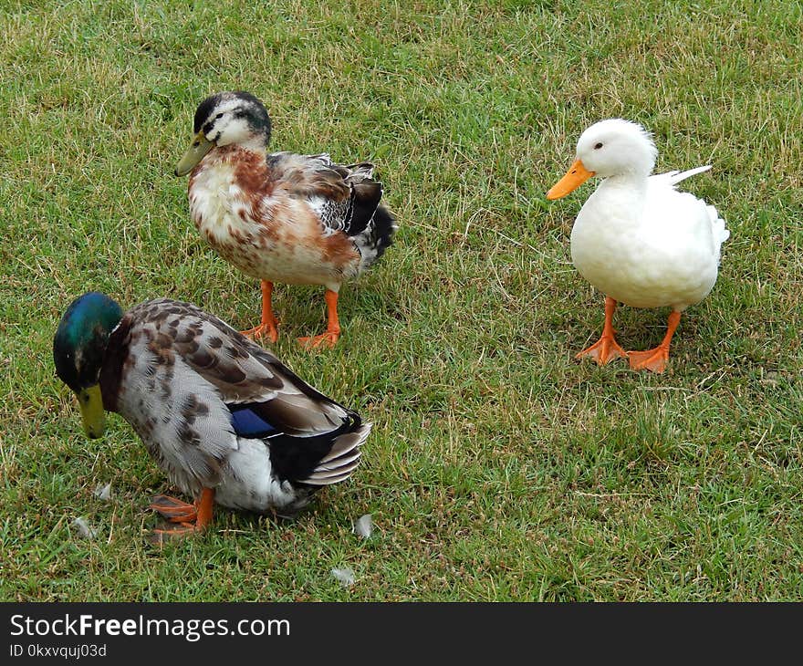 Duck, Bird, Water Bird, Ducks Geese And Swans