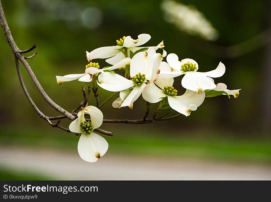 White, Flower, Flora, Plant