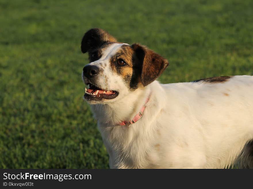 Dog, Dog Breed, Dog Like Mammal, Snout