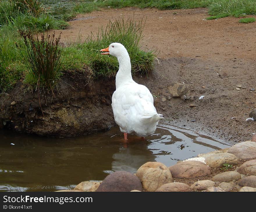 Bird, Water Bird, Ducks Geese And Swans, Duck