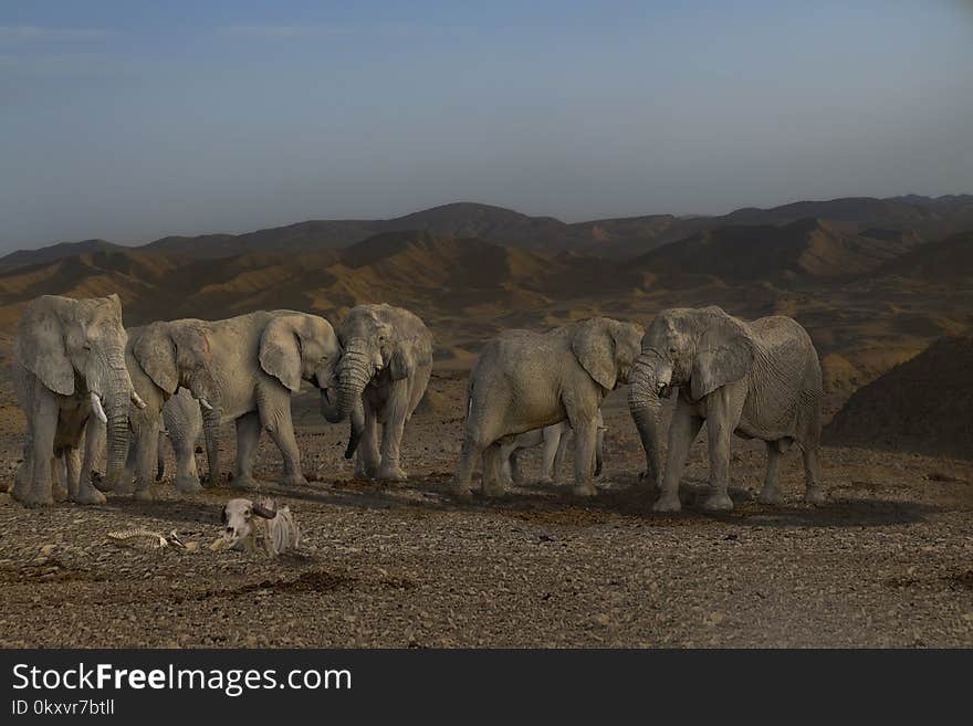 Elephants And Mammoths, Elephant, Herd, Wilderness